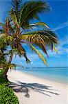 Palm trees and a white sand beach near the Lux Le Morne Hotel, on the Le Morne Brabant Peninsula, Mauritius, Indian Ocean, Africa