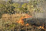 Advancing bush fire beside eastern section of Gibb River Road across The Kimberley, Western Australia, Australia, Pacific