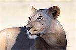 Lioness (Panthera leo), Kgalagadi Transfrontier Park, South Africa, Africa