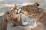 Lion (Panthera leo), pride members grooming, Kgalagadi Transfrontier Park, Northern Cape, South Africa, Africa