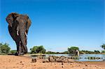 African elephant (Loxodonta africana) at waterhole, Madikwe Game Reserve, North West Province, South Africa, Africa