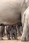 African elephant (Loxodonta africana) new-born calf, Addo Elephant National Park, South Africa, Africa