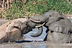 African elephants (Loxodonta africana) playing in Hapoor waterhole, Addo Elephant National Park, South Africa, Africa