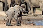 African elephant calf (Loxodonta africana) at Hapoor waterhole, Addo Elephant National Park, South Africa, Africa