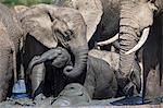 African elephant babies (Loxodonta africana) playing in Hapoor waterhole, Addo Elephant National Park, South Africa, Africa