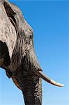African elephant (Loxodonta africana), Addo Elephant National Park, South Africa, Africa