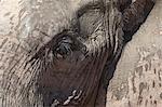 African elephant head and skin detail (Loxodonta africana), Addo Elephant National Park, South Africa, Africa