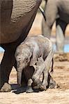 Elephants (Loxodonta africana) new-born, Addo Elephant National Park, South Africa, Africa