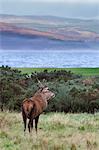 Red deer stag (Cervus elaphus), Isle of Arran, Scotland, United Kingdom, Europe