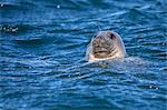 Grey seal (Halichoerus grypus) swimming, Farne Islands, Seahouses, Northumberland, England, United Kingdom, Europe