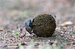 Dung beetle (Scarabaeidae) rolling ball it has made out of zebra dung, Pilanesberg National Park, North West Province, South Africa, Africa