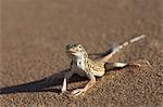 Shovel-snouted lizard (Meroles anchietae), Namib Desert, Namibia, Africa