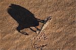 Namaqua chameleon (Chamaeleo namaquensis), Namib Desert, Namibia, Africa