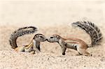 Ground squirrels (Xerus inauris) greeting, Kgalagadi Transfrontier Park, Northern Cape, South Africa, Africa