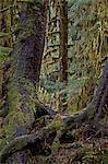 Moss-covered tree trunks in the rainforest, Olympic National Park, UNESCO World Heritage Site, Washington State, United States of America, North America