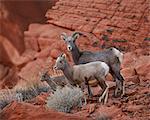 Desert Bighorn Sheep (Ovis canadensis nelsoni) ewe and two lambs, Valley of Fire State Park, Nevada, United States of America, North America