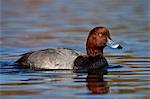 Redhead (Aythya americana) swimming, Clark County, Nevada, United States of America, North America