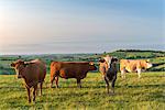 Cattle grazing in the English south west countryside, Devon, England, United Kingdom, Europe