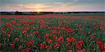 Wild poppy field flowering in the summer time, Dorset, England, United Kingdom, Europe