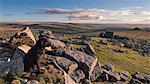 Black dog (Labradoodle) sitting on Great Staple Tor, Dartmoor National Park, Devon, England, United Kingdom, Europe