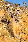 Bottle trees in bloom (Adenium obesum), endemic tree of Socotra, Homil Protected Area, island of Socotra, UNESCO World Heritage Site, Yemen, Middle East