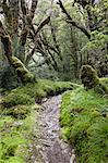 Moss covered forest above Lake Mackenzie, Routeburn Track, Fiordland National Park, UNESCO World Heritage Site, South Island, New Zealand, Pacific