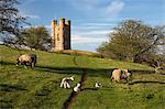 Sheep and lambs below Broadway Tower, Broadway, Cotswolds, Worcestershire, England, United Kingdom, Europe