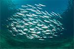 Small school of Indian mackerel (Rastrelliger kanagurta) in shallow water, Naama Bay, Sharm El Sheikh, Red Sea, Egypt, North Africa, Africa