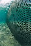 Shark net set in shallow water, Naama Bay, Ras Mohammed National Park, Sharm El Sheikh, Red Sea, Egypt, North Africa, Africa