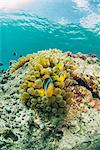 Red Sea anemonefish pair (Amphiprion bicinctus) and Bubble anemone (Entacmaea quadricolor), Naama Bay, Sharm El Sheikh, Red Sea, Egypt, North Africa, Africa