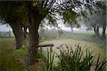 Scenic view of small pond in meadow in autumn fog