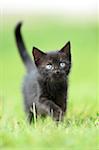 Close-up of a domestic black cat (Felis silvestris catus) kitten on a meadow in summer, Upper Palatinate, Bavaria, Germany