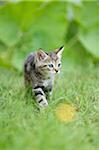 Close-up of a domestic cat (Felis silvestris catus) kitten on a meadow in summer, Upper Palatinate, Bavaria, Germany