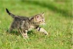 Close-up of a domestic cat (Felis silvestris catus) kitten on a meadow in summer, Upper Palatinate, Bavaria, Germany