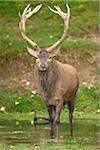 Portrait of Male Red Deer (Cervus elaphus) Standing in Creek in Early Autumn, Bavaria, Germany