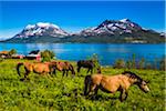 Horses at Mjelde, Kvaloya Island, Tromso, Norway