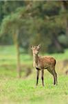 Red Deer (Cervus elaphus) Fawn Standing on Meadow in Early Autumn, Bavaria, Germany