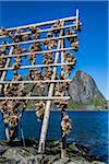 Drying Cod Fish Heads, Sakrisoy, Moskenesoya, Lofoten Archipelago, Norway