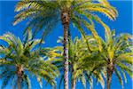 Palm trees against Blue Sky, Los Angeles, California, USA