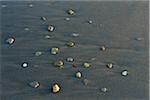 Small stones and pebbles scattered on beach, Helgoland, Germany