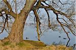 Ducks on Lake Scherwin, Schwerin, Western Pomerania, Mecklenburg-Vorpommern, Germany