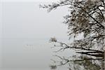 Alder Trees reflected in Lake Schwerin, Schweriner Aussensee, Schwerin, Western Pomerania, Mecklenburg-Vorpommern, Germany