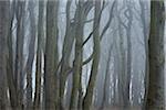 Close-up of trees with fog, Ghost Forest (Gespensterwald), Nienhagen, Westren Pomerania, Mecklenburg-Vorpommern, Germany