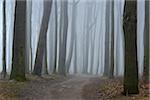 Trees and pathway with fog, Ghost Forest (Gespensterwald), Nienhagen, Westren Pomerania, Mecklenburg-Vorpommern, Germany