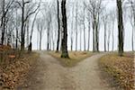 Forked path in coastal beech forest, Nienhagen, Westren Pomerania, Mecklenburg-Vorpommern, Germany