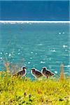 Ducklings by Water, Mundal, Fjaerland, Sogn og Fjordane, Norway