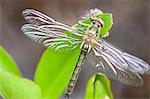 Close-up of dragonfly