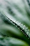 Close-up of succulent leaf