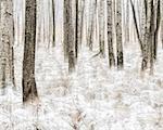 Birch forest at winter