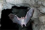 Flying bat